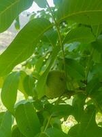 Leafy walnut on a tree branch photo