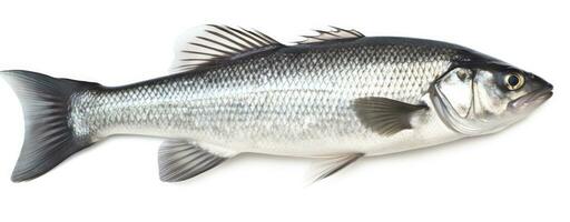 AI generated One fresh sea bass fish isolated on white background. AI Generated. photo