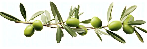 AI generated Olive tree branch, green olives and leaves on white background. AI Generated. photo