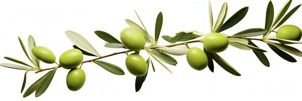 ai generado aceituna árbol rama, verde aceitunas y hojas en blanco antecedentes. ai generado. foto