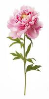 AI generated Peony isolated on white background. AI Generated photo