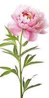 AI generated Peony isolated on white background. AI Generated photo