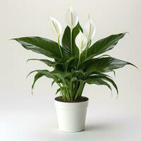 AI generated Peace Lily on a plain white background. AI Generated photo