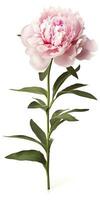 AI generated Peony isolated on white background. AI Generated photo