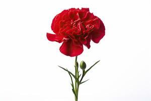 AI generated Red Carnation isolated on white background. AI Generated photo