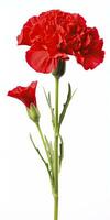 AI generated Red Carnation isolated on white background. AI Generated photo