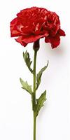 AI generated Red Carnation isolated on white background. AI Generated photo