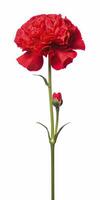 AI generated Red Carnation isolated on white background. AI Generated photo