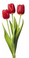 AI generated Red tulips isolated on white background. AI Generated photo