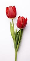 AI generated Red tulips isolated on white background. AI Generated photo