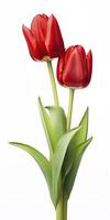 AI generated Red tulips isolated on white background. AI Generated photo