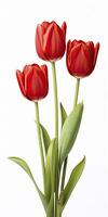 AI generated Red tulips isolated on white background. AI Generated photo