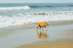 stray red dog stayes on sand beach near the ocean or sea photo