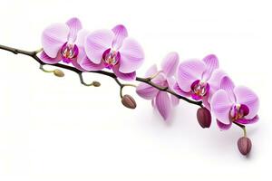 AI generated Pink Orchid isolated on white background. AI Generated photo