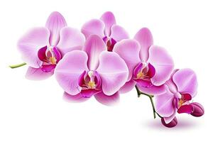 AI generated Pink Orchid isolated on white background. AI Generated photo