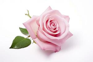 AI generated Pink rose isolated on white background. AI Generated photo