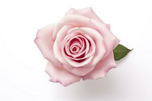 AI generated Pink rose isolated on white background. AI Generated photo