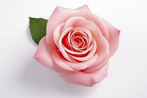 AI generated Pink rose isolated on white background. AI Generated photo