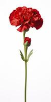 AI generated Red Carnation isolated on white background. AI Generated photo