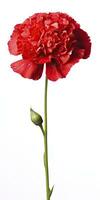 AI generated Red Carnation isolated on white background. AI Generated photo