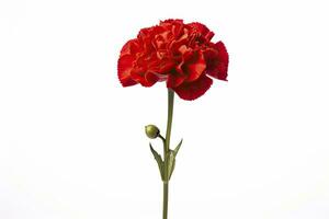 AI generated Red Carnation isolated on white background. AI Generated photo