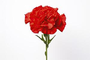 AI generated Red Carnation isolated on white background. AI Generated photo
