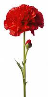 AI generated Red Carnation isolated on white background. AI Generated photo