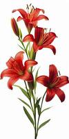 AI generated Red Lilies isolated on white background. AI Generated photo