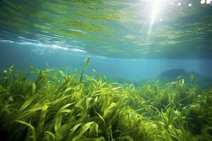 AI generated Underwater view of a group of seabed with green seagrass. AI Generated photo