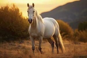 ai generado blanco caballo o yegua en el montañas a puesta de sol. ai generado foto