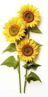 AI generated Sunflowers isolated on white background. AI Generated photo