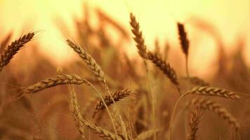 Farmer organic wheat field. Agriculture. Ripe ears of golden wheat at sunset. Harvesting on fertile soil agribusiness concept. large harvest of wheat in summer on field. Slow motion, close up video