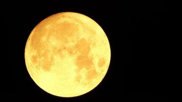 un brillante dorado enorme lleno Luna visto desde tierra mediante el atmósfera en contra un estrellado noche cielo. un grande lleno Luna se mueve a través de el cielo, el Luna Moviente desde el izquierda marco a el bien. video