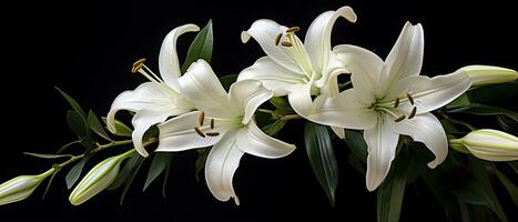 AI generated White lily flowers on black background. AI Generated photo