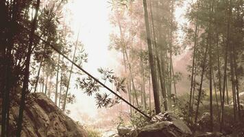uma sereno bambu Arvoredo com enevoado névoa envelopando a árvores video
