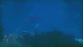 een groep van vis zwemmen over- een koraal rif video