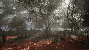 A mysterious and enchanting foggy forest with a dense canopy of trees video