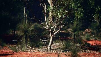 en ensam träd stående lång i de hjärta av en frodig skog video