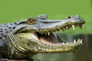 AI generated Crocodile with its mouth wide open with a green lake in the green background. AI Generated photo