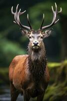 AI generated Close up of red deer stag. AI Generated photo