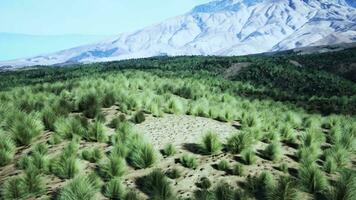 une majestueux Montagne intervalle avec luxuriant des arbres dans le premier plan video