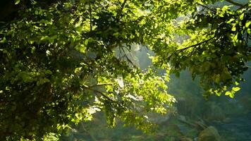 il sole brilla attraverso il le foglie di un' albero video