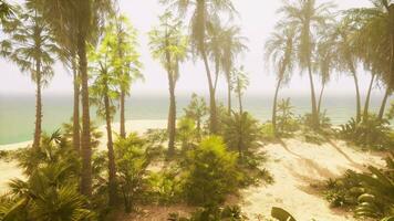 A beach with palm trees and the ocean in the background video