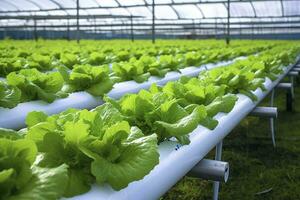 AI generated Hydroponic lettuce growing. AI Generated photo