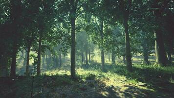 A dense forest with lush green trees and grass video