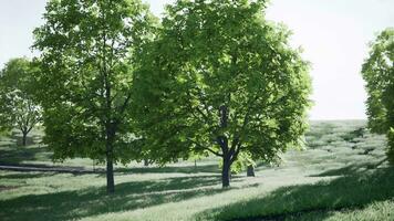 un sereno paisaje con arboles y un herboso campo video