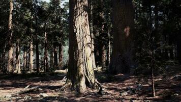 une dense et majestueux forêt avec imposant des arbres video