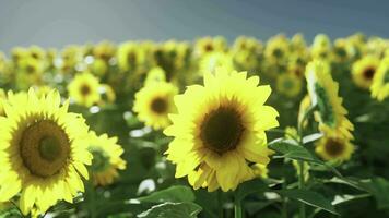 ein beschwingt Feld von Sonnenblumen gegen ein atemberaubend Himmel Hintergrund video