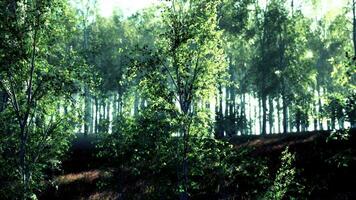 The last rays of the sun filter through the birch forest video