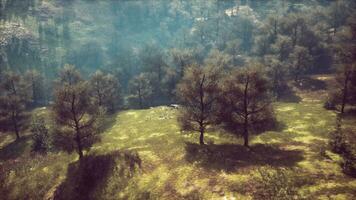 Karpaten Berge launisch Wetter Landschaft video